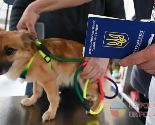 В Польщі змінилися правила ввезення домашніх тварин